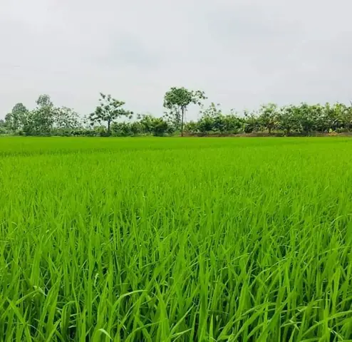 Mơ Thấy Cấy Mạ Đánh Con Gì