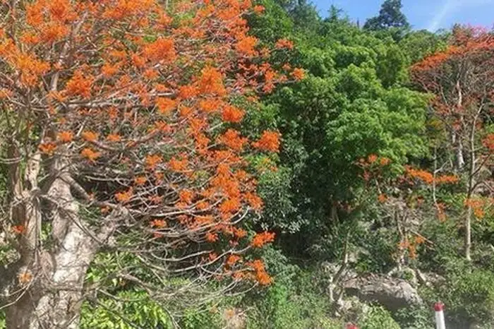 Ý Nghĩa Phong Thủy Tuyệt Vời Của Cây Ngô Đồng (1) - Chuyên Trang ...