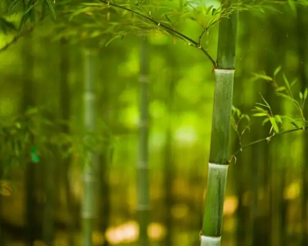 Nằm Mơ Thấy Cây Tre
