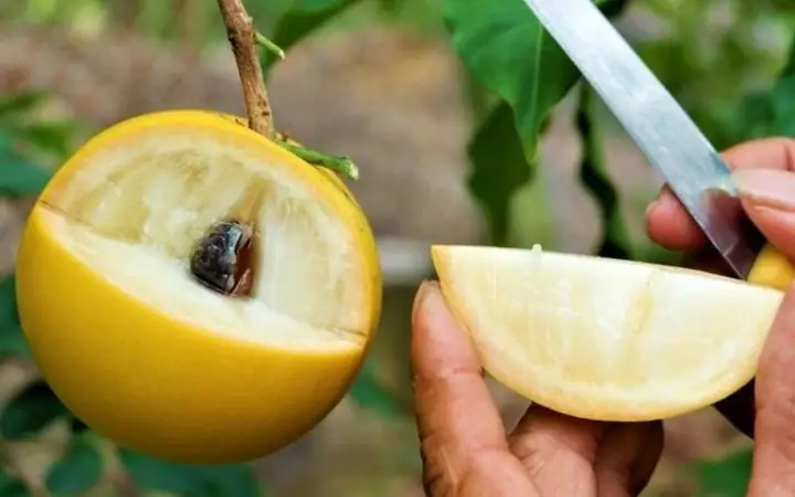 Mơ Thấy Cây Vú Sữa Có Điềm Gì? Đánh Con Nào Trúng Giải Lớn ...