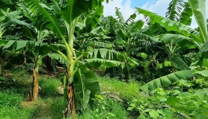 Mơ Thấy Cây Chuối Đánh Con Gì?