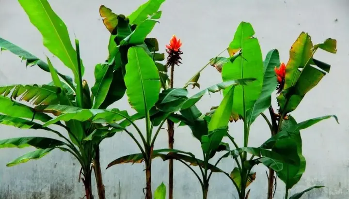 Giải Mã Mơ Thấy Cây Chuối