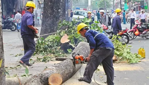 Nằm Mơ Thấy Chặt Cây Đánh Đề Con Gì Chắc Ăn Nhất?