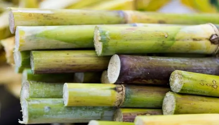 Mơ Thấy Cây Mía Đánh Con Gì?