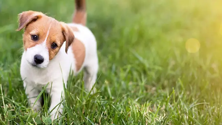 Mơ Thấy Chó Cắn Vào Tay Là Điềm Báo Gì