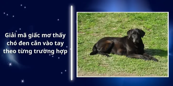 Mơ Thấy Chó Đen Của Mình Cắn Vào Tay
