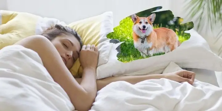 Mơ Thấy Chó Trắng – Dấu Hiệu May Mắn Về Tiền Tài Và Công Danh