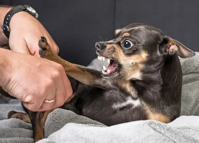 Nằm Mơ Thấy Con Chó Mực Có Ý Nghĩa Gì?