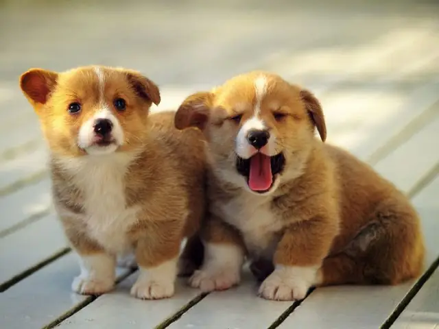 Nằm Mơ Thấy Nhiều Chó Con