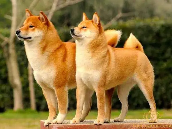 Mơ Thấy Chó Vàng Quấn Quýt: Giải Mã Điềm Báo Cuộc Sống