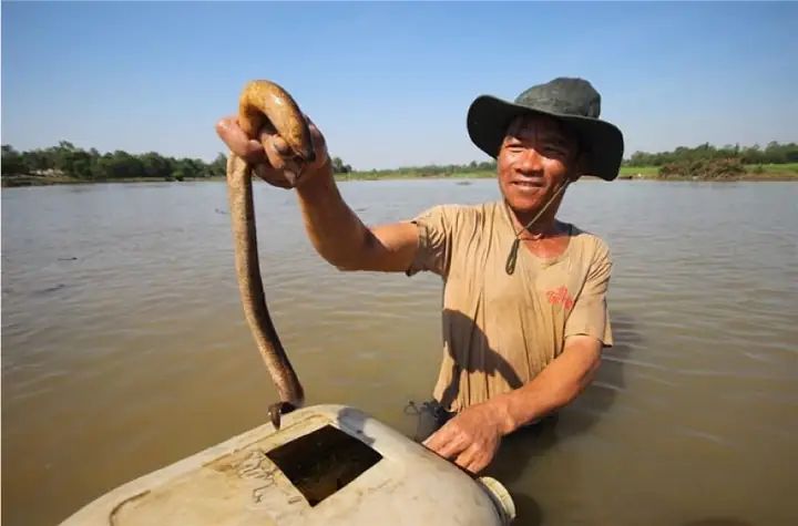 Nằm Mơ Thấy Bắt Lươn