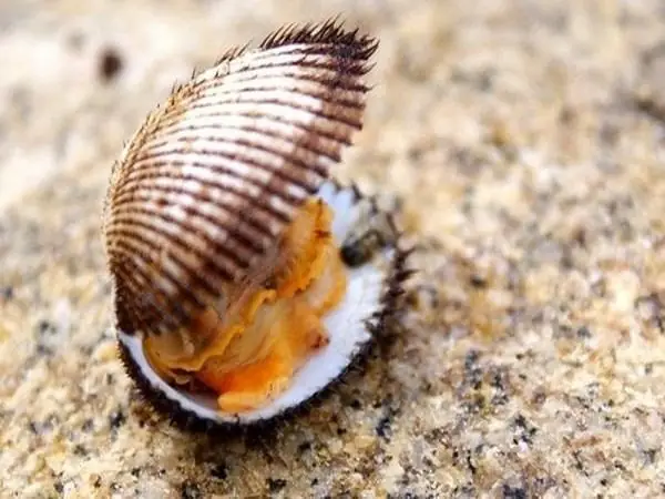 Mơ Thấy Con Sò Đánh Số May: Giải Mã Điềm Báo Và Con Số Liên Quan