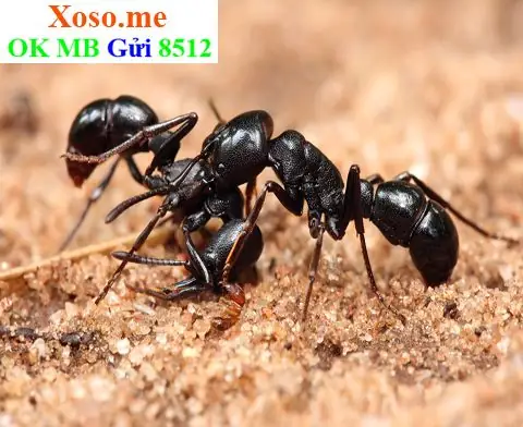 Côn Trùng Chui Vào Tai: Biểu Tượng Của Sự Xâm Nhập Và Phiền Nhiễu