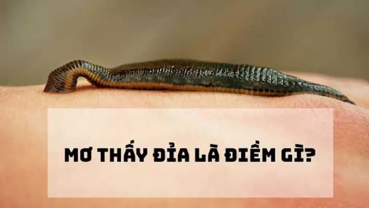 Mơ Thấy Con Vật Cắn Vào Tay: Giải Mã Ý Nghĩa Tâm Linh
