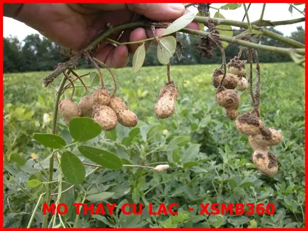 Mơ Thấy Củ Lạc Đánh Con Gì? Điềm Báo Ý Nghĩa Giấc Mộng