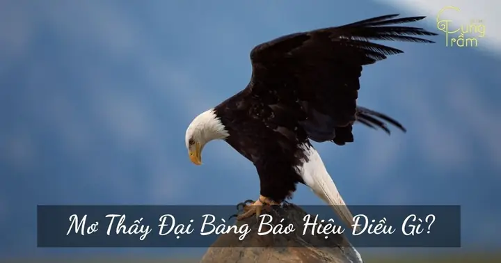 Mơ Thấy Đại Bàng Là Điềm Gì? Giải Mã Giấc Mơ Về Đại Bàng | Cung ...