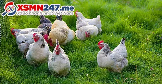 - Ý Nghĩa Giấc Mơ Thấy Đàn Gà Mái