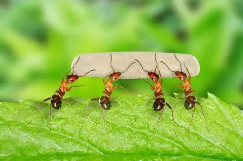 Giải Mã Giấc Mơ Thấy Kiến