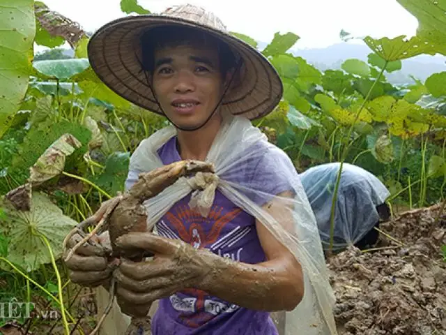 Dầm Mưa, Chống Vắt, Mới Đào Được Củ Sen Trắng Ngần Dưới Lớp Bùn ...
