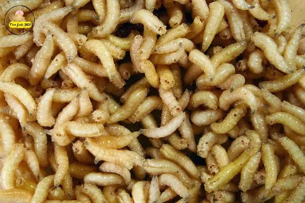 Mơ Thấy Dòi Trong Nhà Hoặc Trên Giường Ngủ
