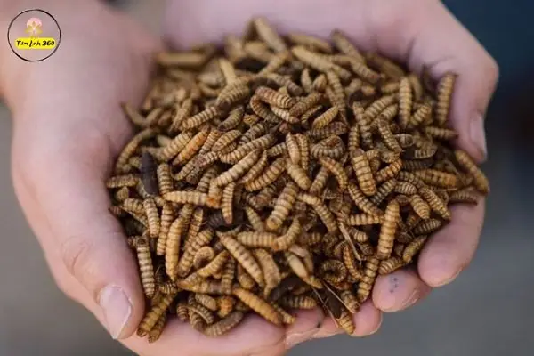 Mơ Thấy Dòi Nên Làm Gì Để Hóa Giải Và An Tâm Hơn?