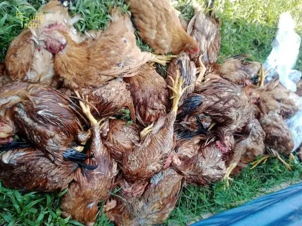 Nằm Mơ Thấy Gà Chết
