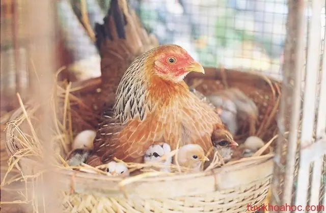 Mơ Thấy Gà Chết Có Điềm Báo Gì? Giải Mã Giấc Mơ & Ý Nghĩa Chi Tiết