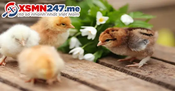 - Ý Nghĩa Giấc Mơ Thấy Gà Con Bị Chết