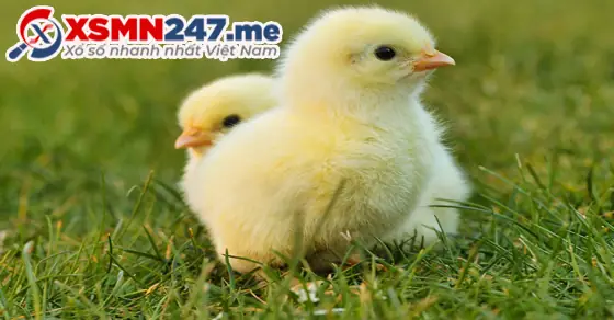 - Ý Nghĩa Giấc Mơ Thấy Gà Con Mới Nở