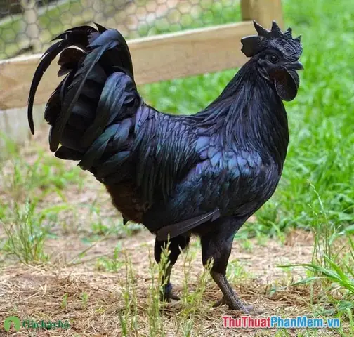 Mơ Thấy Gà Đẻ Trứng Là Điềm Báo Gì