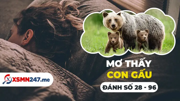Mơ Thấy Con Gấu Số Mấy - Nằm Mơ Thấy Gấu Là Điềm Báo Gì