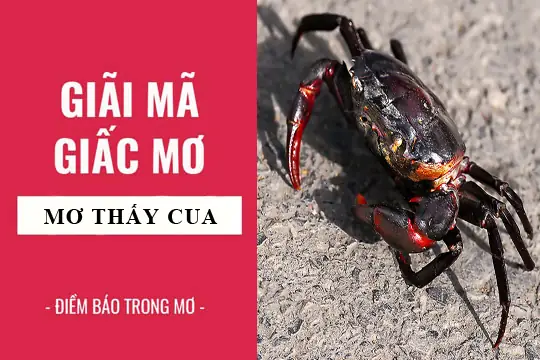 Giải Mã Giấc Mơ: Nằm Mơ Thấy Cua Ốc, Ghẹ Điềm Báo Gì, Lành Hay ...