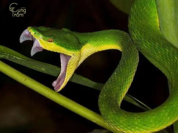 Nằm Mơ Thấy Người Khác Giết Rắn