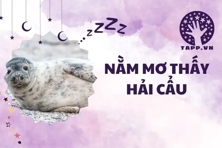 Nằm Mơ Thấy Hải Cẩu: Giải Mã Ý Nghĩa Chi Tiết 2025 Nằm Mơ Thấy Hải Cẩu: Giải Mã Ý Nghĩa Chi Tiết 2025