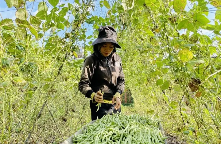 Cả Làng Ở Gia Lai Khá Giả Nhờ Trồng Rau Xanh, Giàn Đậu Cô Ve Đẹp ...
