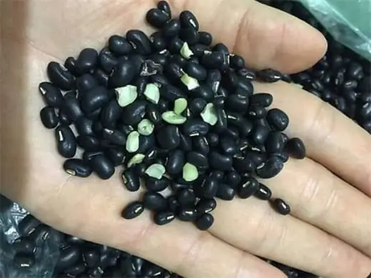 Nằm Ngủ Mơ Thấy Hạt Đậu Đen: Điềm Báo Và Ý Nghĩa
