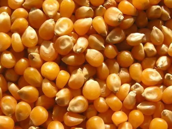 Ý Nghĩa Giấc Mộng Thấy Hạt Ngô