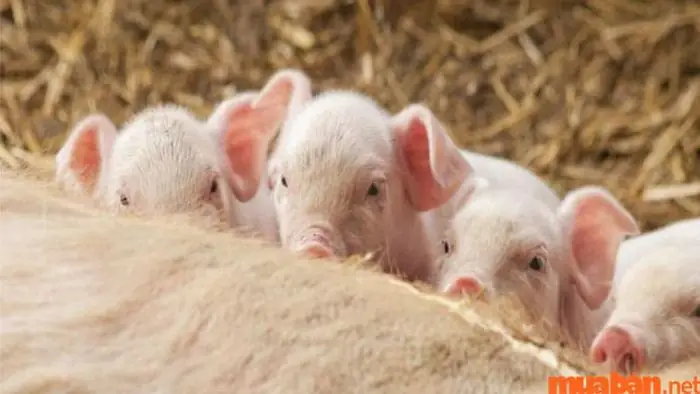 Mơ Thấy Heo Đẻ Là Điềm Báo Cho Sự Thịnh Vượng, Sung Túc Và Tài Lộc Sắp Đến