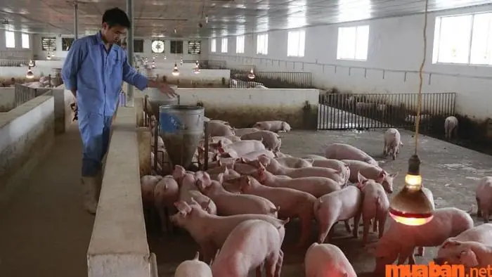 Mơ Thấy Heo Trong Chuồng Là Điềm Báo Rằng Sắp Có Tin Vui Đến Với Bạn