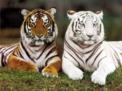 Giải Mã Giấc Mơ Thấy Hổ