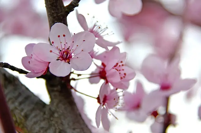 Giấc Mơ Thấy Hoa Màu Hồng Có Liên Quan Đến Tiền Tài?
