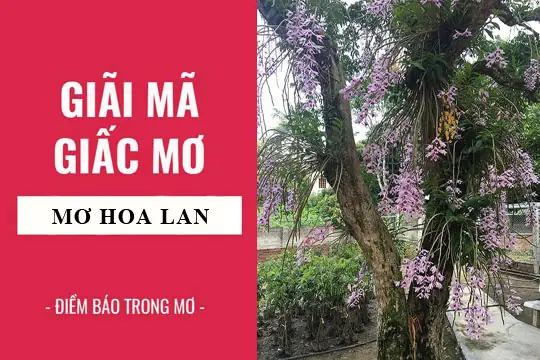 Giải Mã Giấc Mơ: Nằm Mơ Thấy Hoa Lan Điềm Báo Gì, Lành Hay Dữ ...