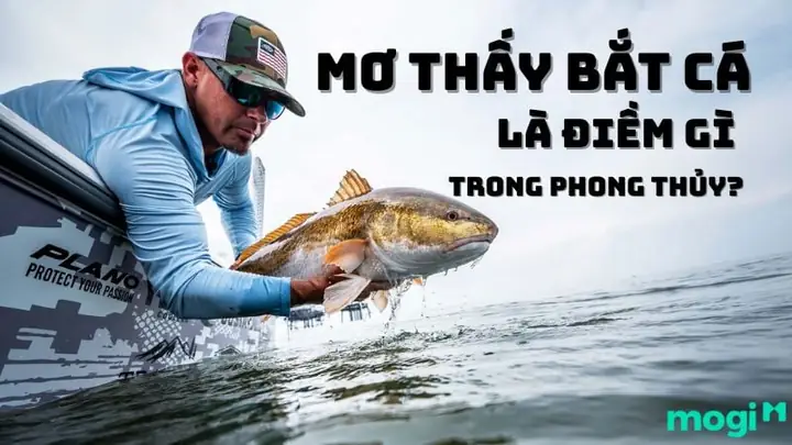 Mơ Thấy Bắt Cá Là Điềm Gì? Con Số May Mắn Liên Quan