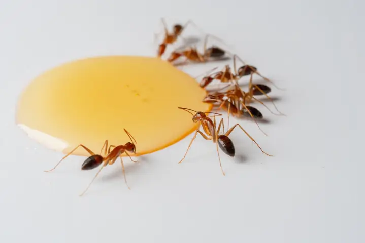 Mơ Thấy Kiến Đỏ Đánh Con Gì