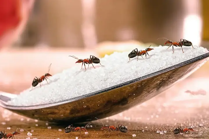 Mơ Thấy Kiến Đỏ Đánh Con Gì