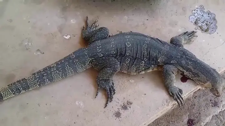 Đôi Nét Về Kỳ Đà: