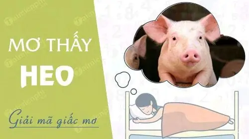Nằm Mơ Thấy Lợn, Heo Điềm Báo Gì? Đánh Số Gì?