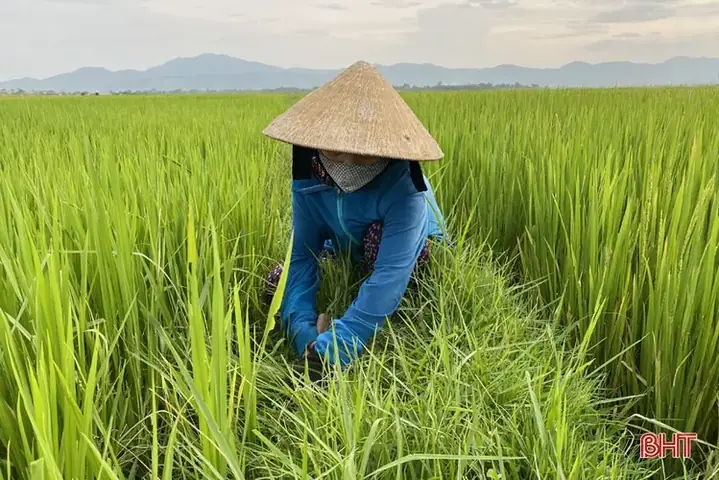 Mơ Thấy Lúa Nếp / Lúa Giống / Lúa Mì / Trộm Lúa / Đi Phơi Lúa / Đi Vác Lúa