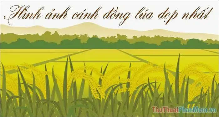Cánh Đồng Lúa Chín Vàng, Thịnh Vượng Ban Mai.