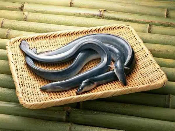 Mơ Thấy Lươn To: Giải Mã Điềm Báo Trong Giấc Mơ Của Bạn